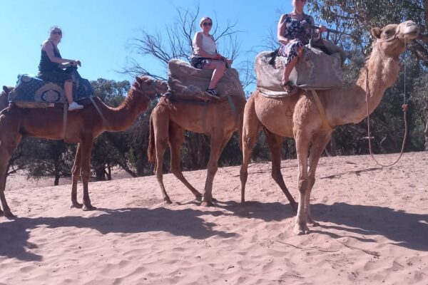 Camel Ride Experience in Agadir